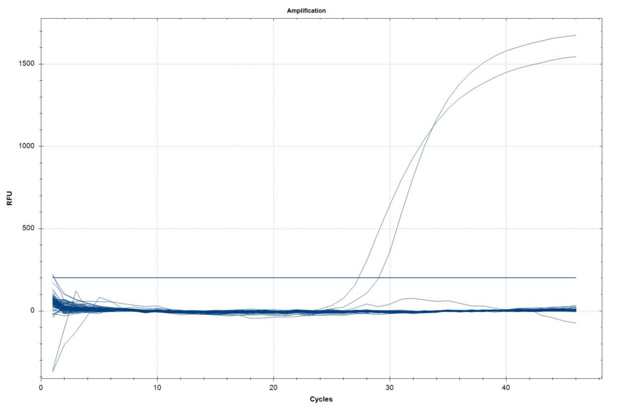 Figure 1. Amplification Curves of qPCR Assay for Echinococcus granulosus.